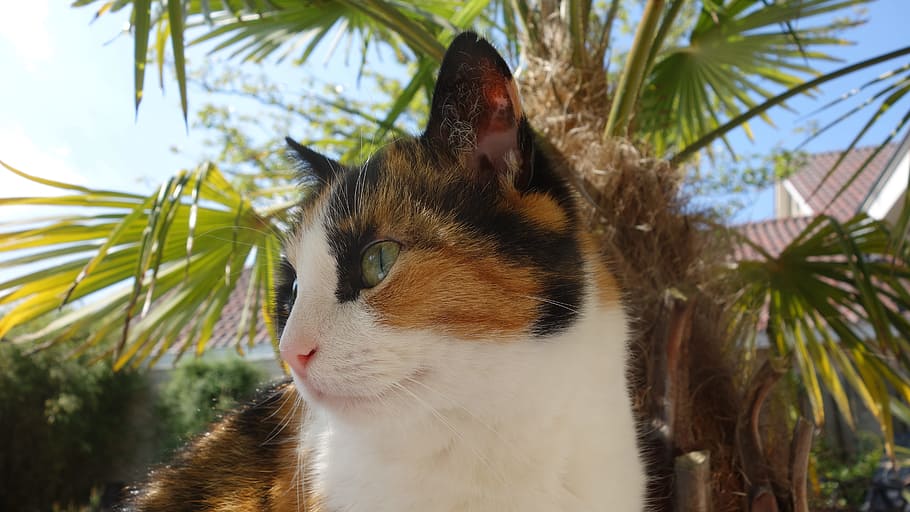 cat, cats, pet, cat face, cute, sweet, nice, mammal, lapjeskat HD wallpaper