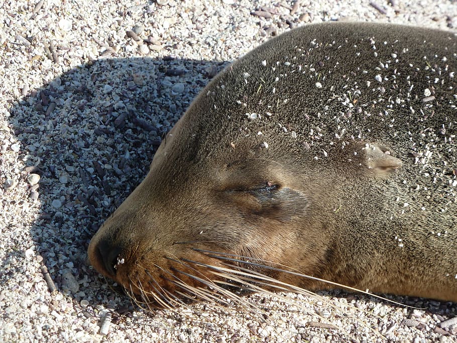sea lion, close, sleeping, head, animal wildlife, one animal HD wallpaper