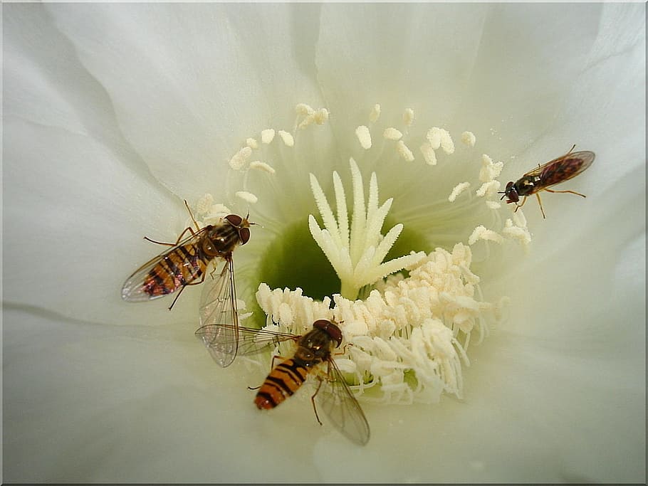 three brown bees on flower, cactus blossom, hoverfly, blooming white HD wallpaper