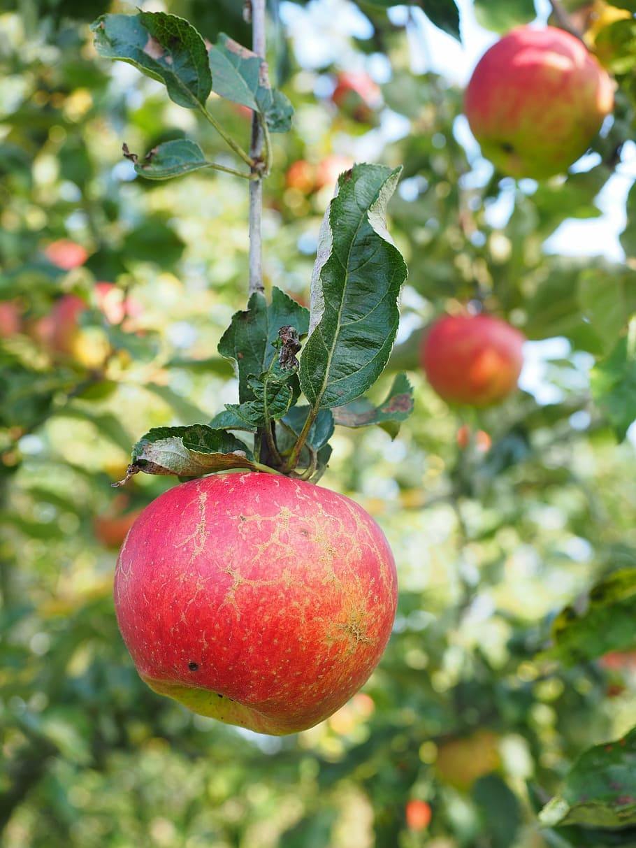 apple, fruit, red, frisch, healthy, vitamins, orchard, nature HD wallpaper