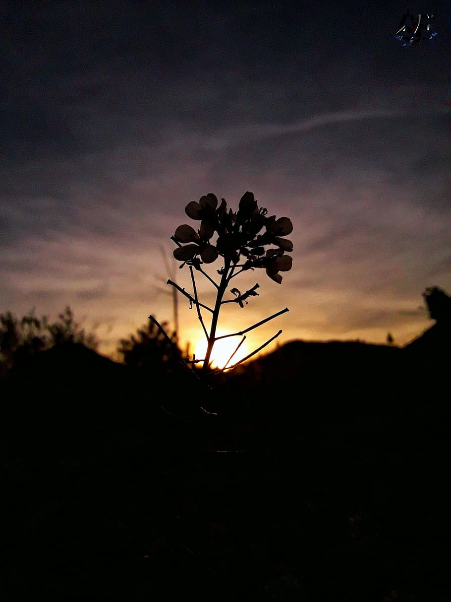 sunset, landscape, flower, sky, silhouette, beauty in nature HD wallpaper