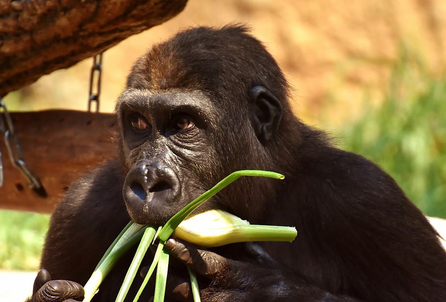 HD wallpaper: gorilla, feeding, hungry, greedy, funny, zoo, hellabrunn, eat...