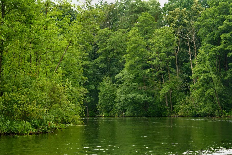 Green, Forest, Forest, Lake, Water, Tree, nature, river, woodland HD wallpaper