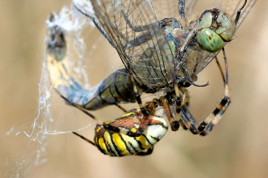 HD wallpaper: dragonfly, spider, wasp spider, network, fight, caught,  insect | Wallpaper Flare