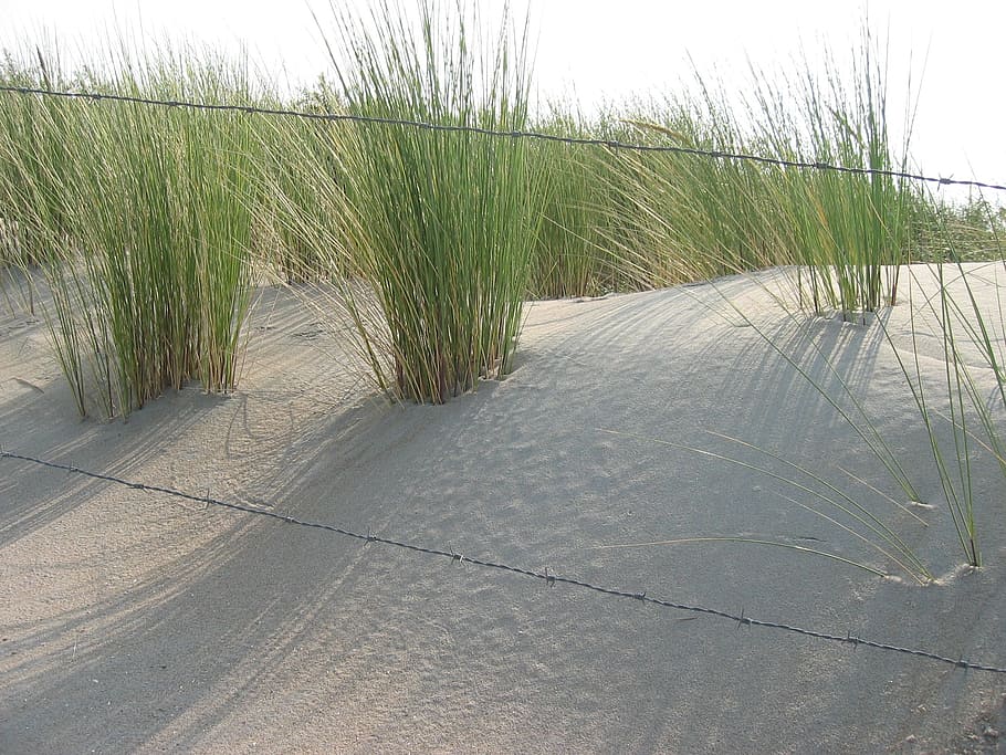 dune, marram grass, sun, plant, growth, nature, day, tranquility HD wallpaper