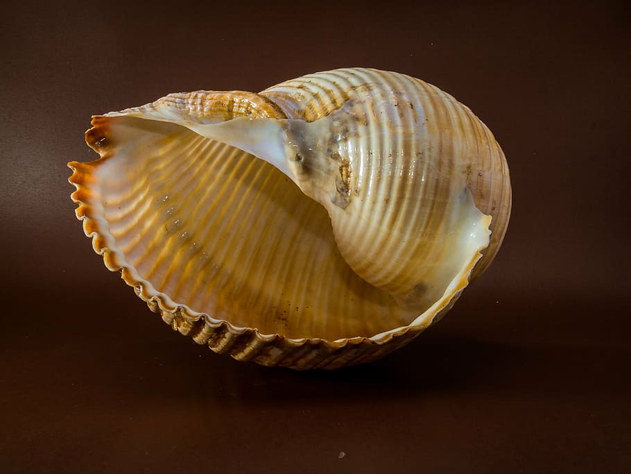 shell, snail, close, studio shot, animal shell, no people, seashell HD wallpaper
