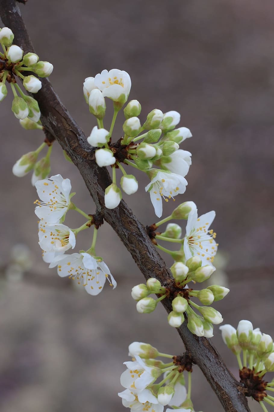 flower, tree, branch, cherry, nature, blooming, springtime HD wallpaper