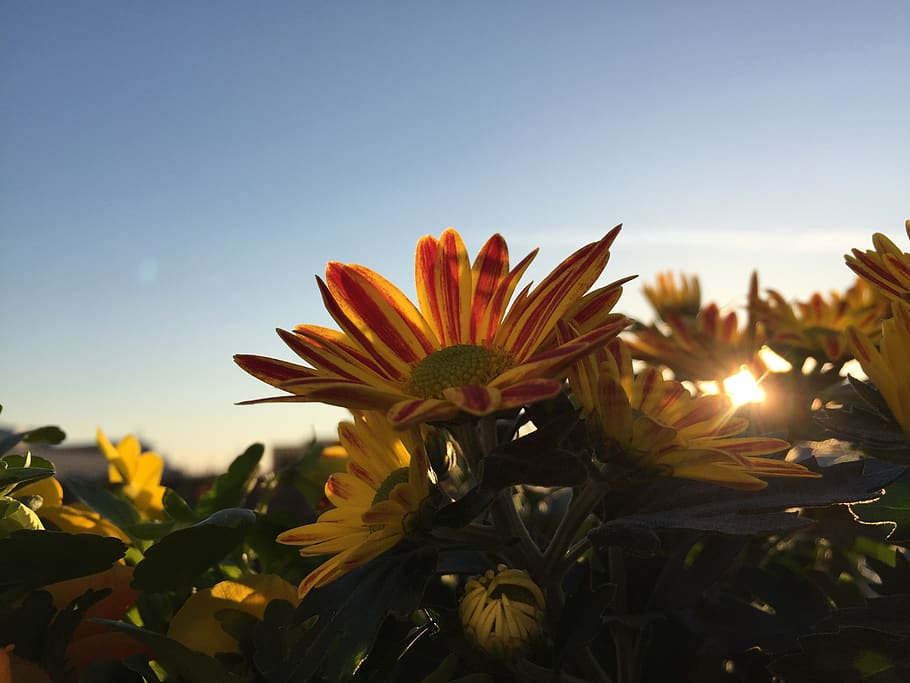 spring, flower, sun, plant, growth, beauty in nature, sky, flowering plant HD wallpaper