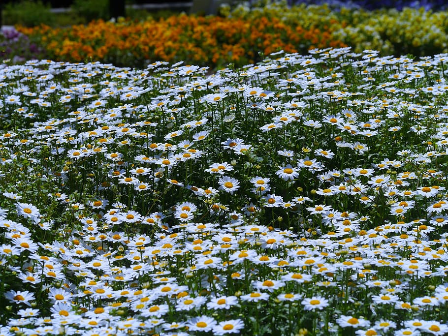 daisy, margaret, countless, gregariousness, one side, flower garden, HD wallpaper