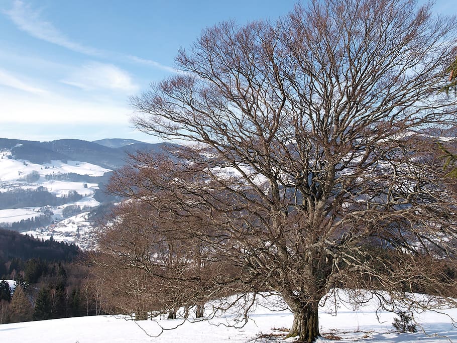 tree, beech, winters, snow, landscape, black forest, germany HD wallpaper
