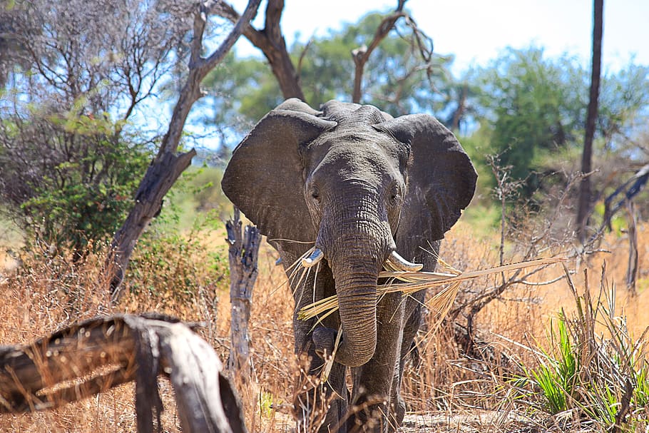 elephant cub picking tree branches, africa, african bush elephant, HD wallpaper