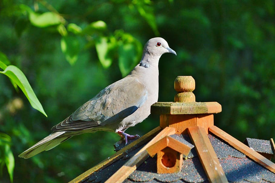 dove, bird, collared, nature, city pigeon, poultry, wing, foraging HD wallpaper