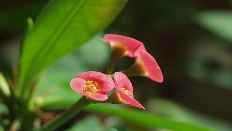Flowers, Cactus, Nature, petal, growth, fragility, plant, flowering plant HD wallpaper