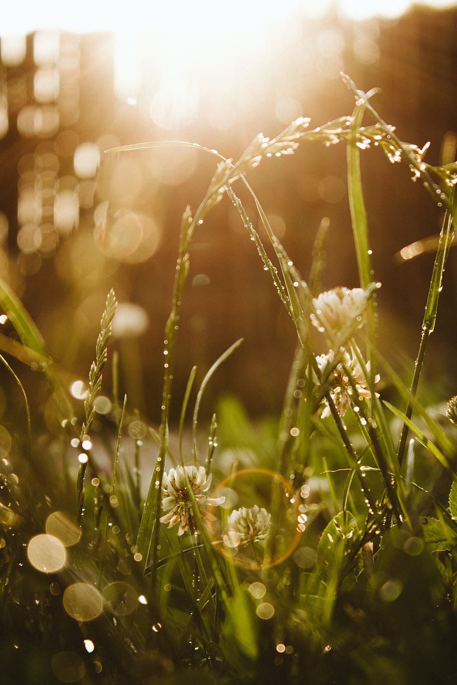 Bokeh, Grass, Rings, Flare, Lensflare, macro, close up, flowers HD wallpaper