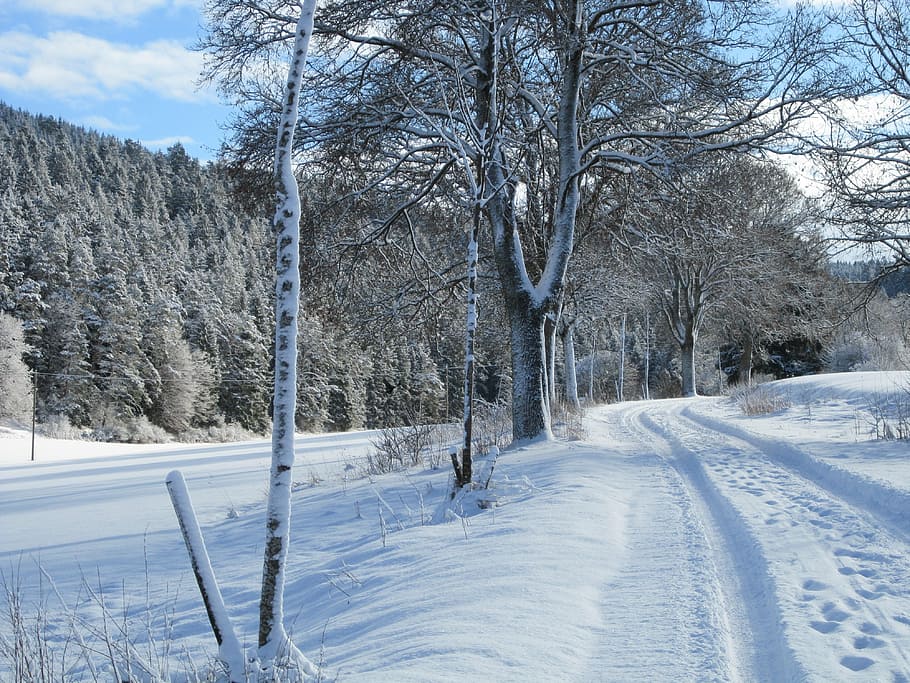 winter, snow, tree, cold temperature, plant, bare tree, land HD wallpaper