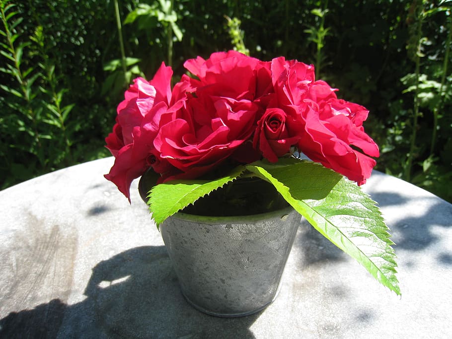 roses, pot, table, garden, red, green, summer, plant, flower HD wallpaper