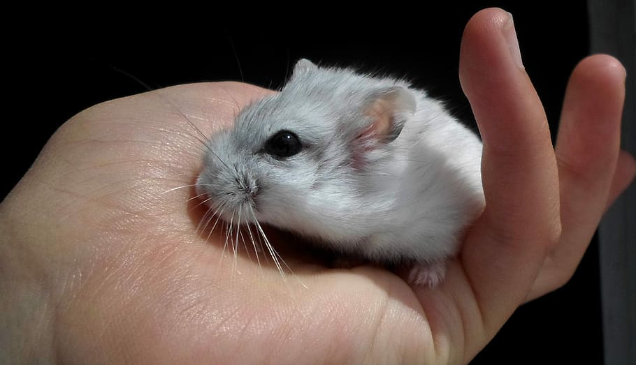 dzsungáriai dwarf hamster, white, pet, rodent, animal, cute, HD wallpaper