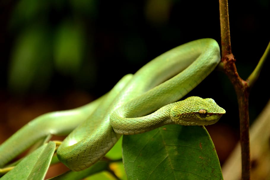 selective focus photo of green snake, viper, coiled, nature HD wallpaper