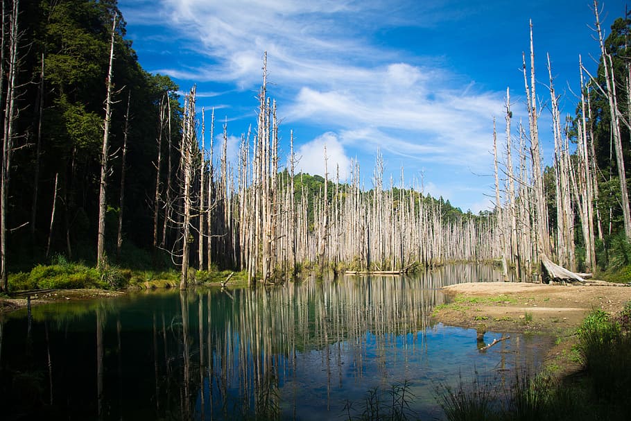 Lake Photo during Daytime, bank, clouds, daylight, dead trees HD wallpaper