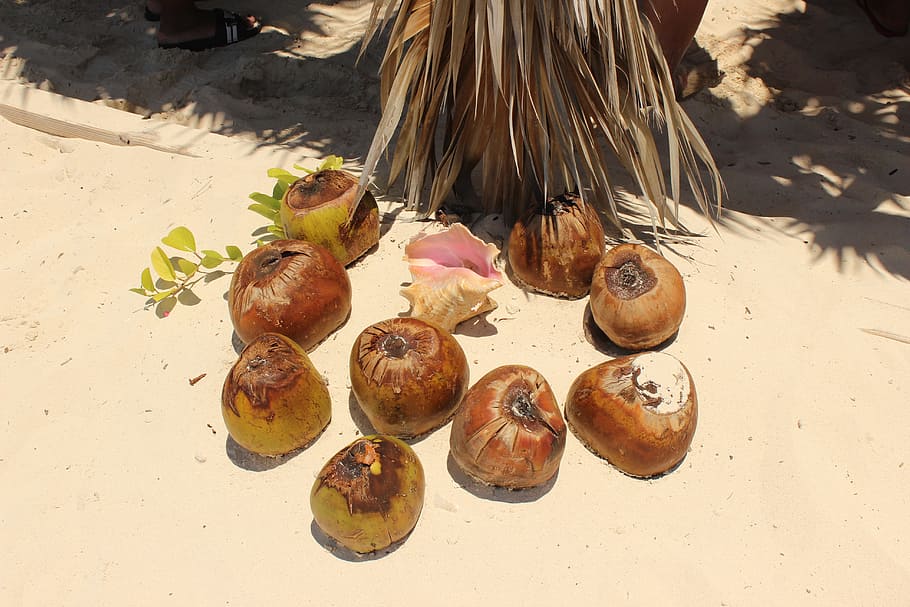 Coconut, Water, Sand, animal themes, day, underwater, no people HD wallpaper