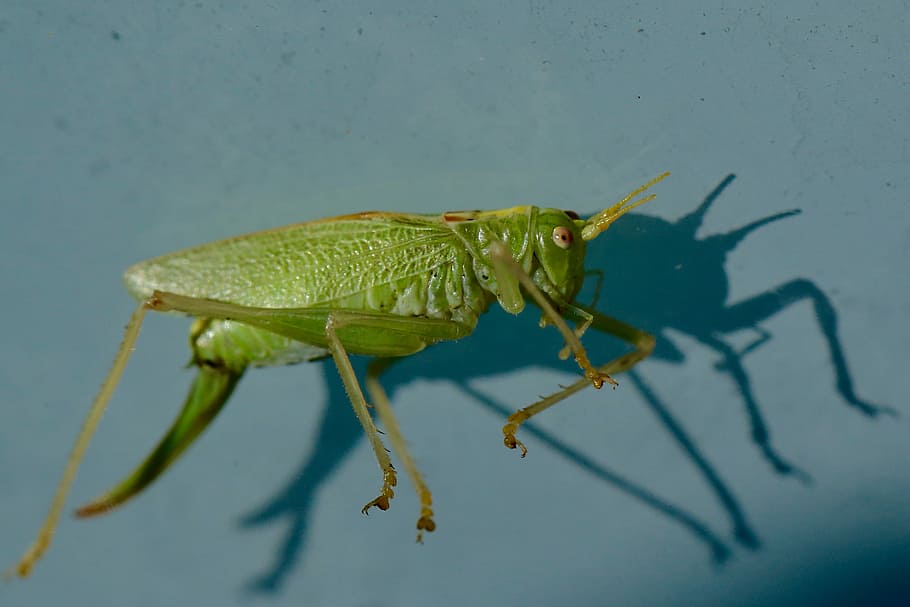 green grasshopper photography, selective focus photography of grasshopper HD wallpaper