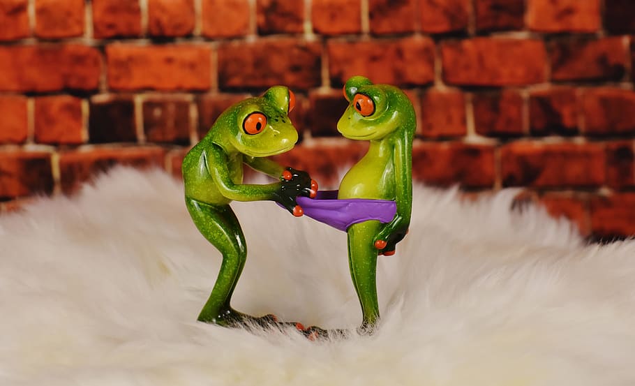 Frogs, Lambskin, Curious, Figures, funny, cute, underpants HD wallpaper