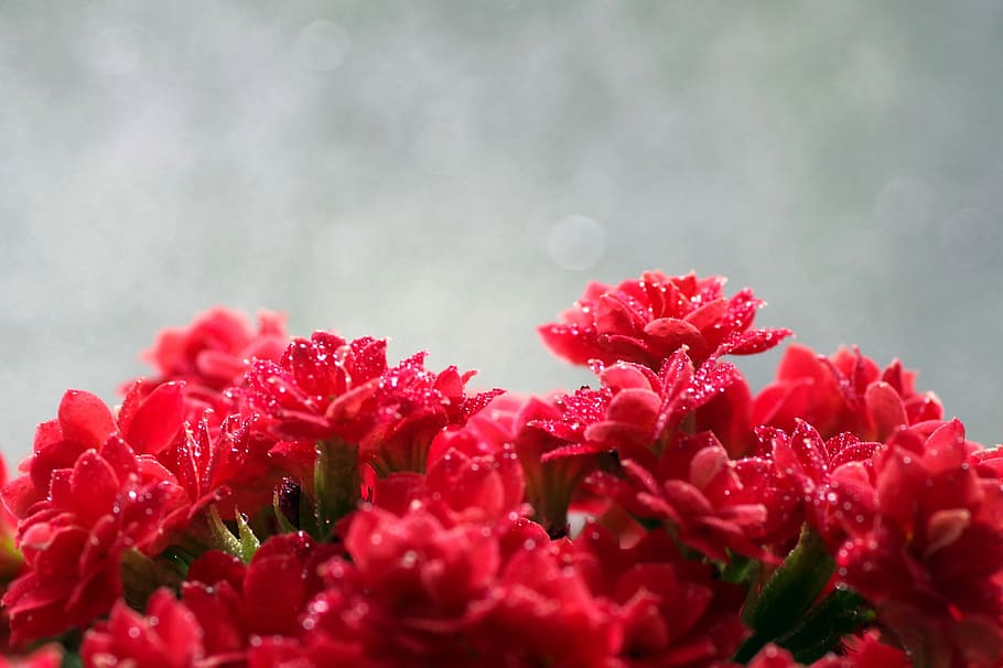 Rubella, Flower, Macro, red, tiny, rosette, drops, water, rosa HD wallpaper