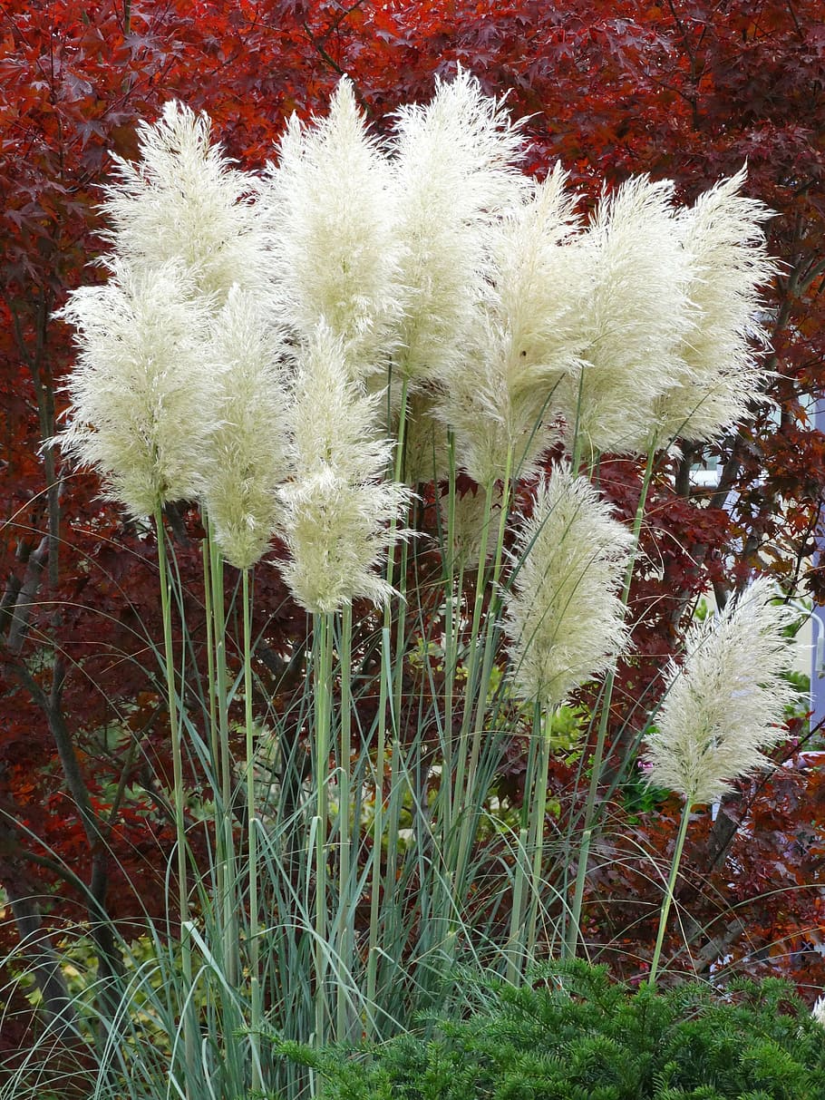 pampas grass, plant, nature, fluffy, airy, growth, beauty in nature