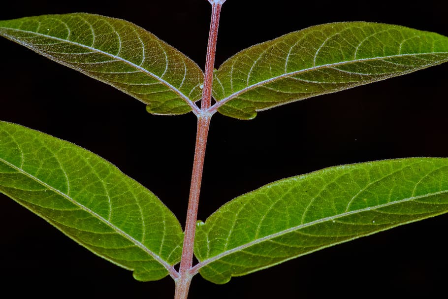 leaf, green, plant, plant part, close-up, nature, green color HD wallpaper