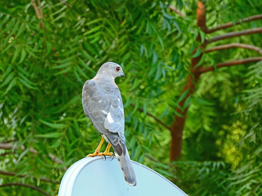 hawk, wild, predator, hunting, eagle, feathers, looking, vertebrate HD wallpaper