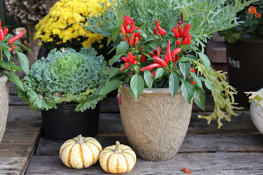fall, pumpkins, peppers, autumn, season, design, outdoor, cabbage HD wallpaper