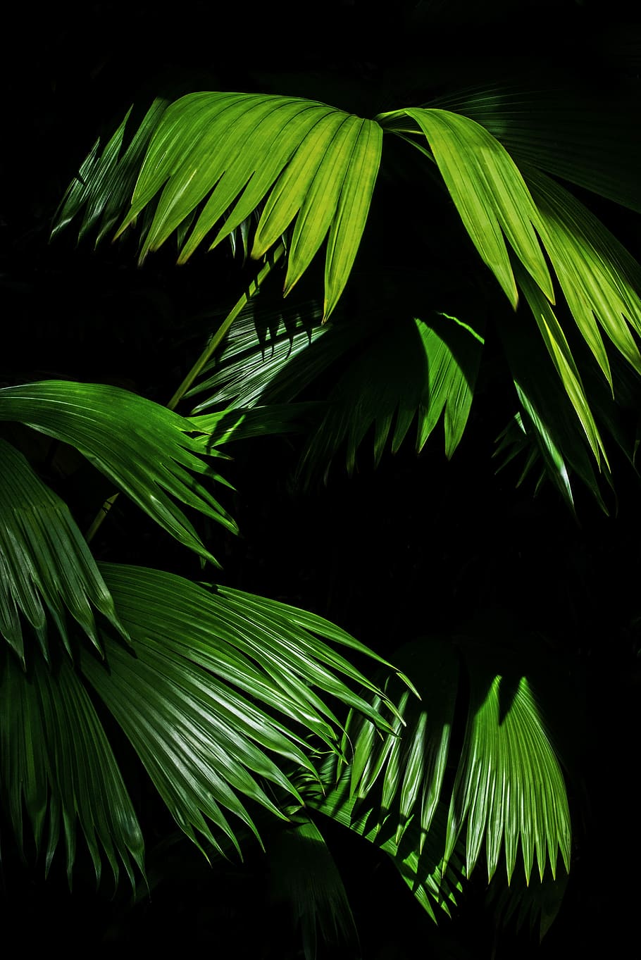 green leaf plant, green leafed plant, palm, frond, fern, foliage HD wallpaper