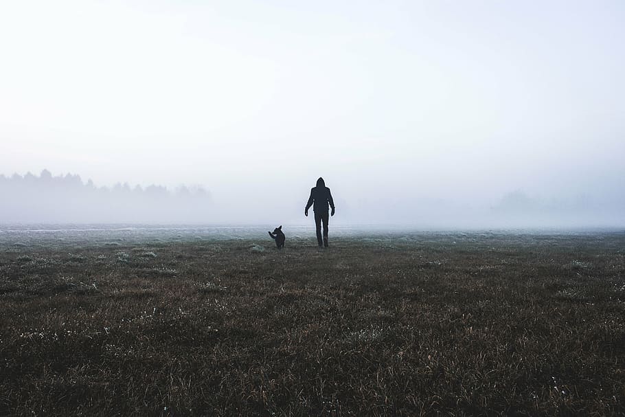 silhouette of man beside animal, fog, cold, weather, tree, plant HD wallpaper