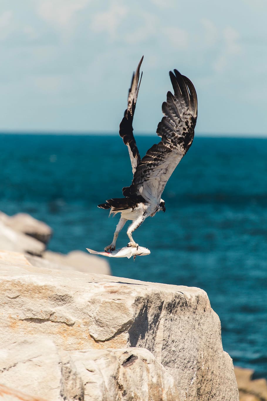 selective focus photography of fish on bird's claw, black and white osprey flying above brown cliff during daytime HD wallpaper
