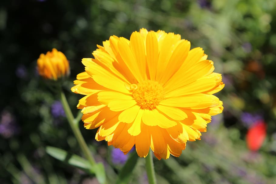 calendula, herb, yellow, flower, bloom, field, flora, wild HD wallpaper