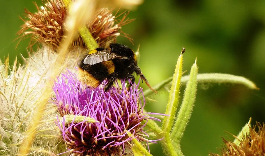 bee, flower, pollen, flowering plant, invertebrate, animal themes HD wallpaper
