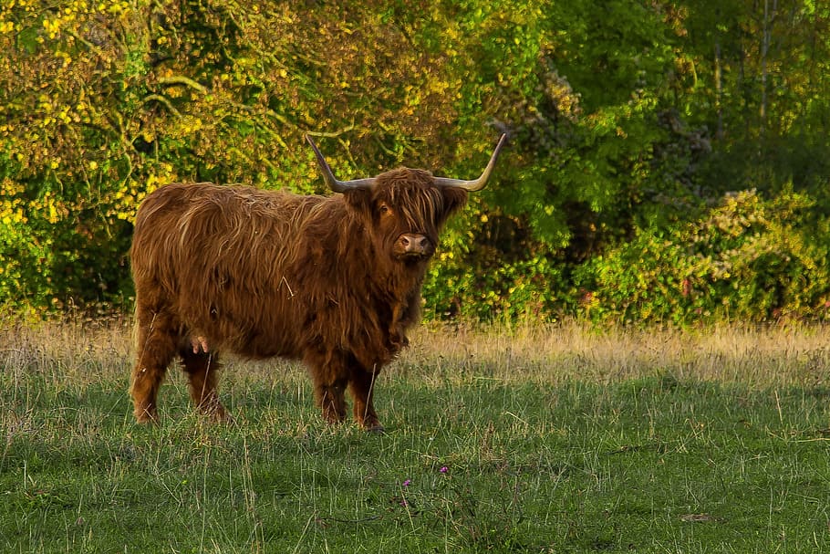 highland beef, scottish hochlandrind, cattle, pasture, agriculture, HD wallpaper