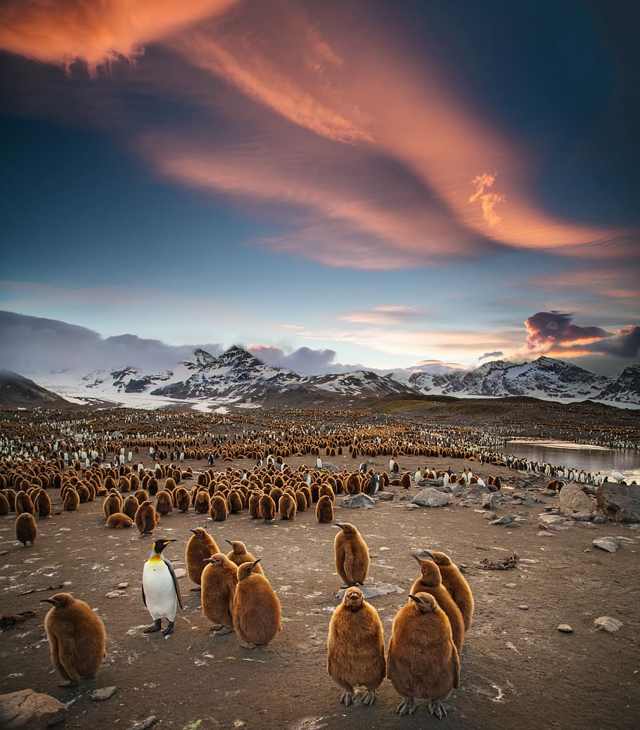 flock of penguins, flock of bird standing near mountain during daytime HD wallpaper