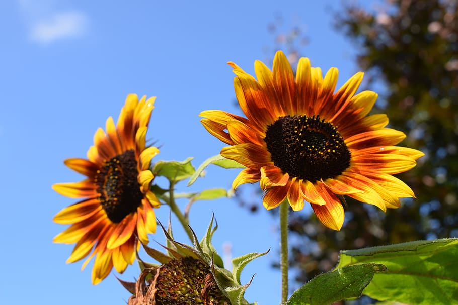 sunflowers, blue sky, summer, flowering plant, growth, freshness HD wallpaper
