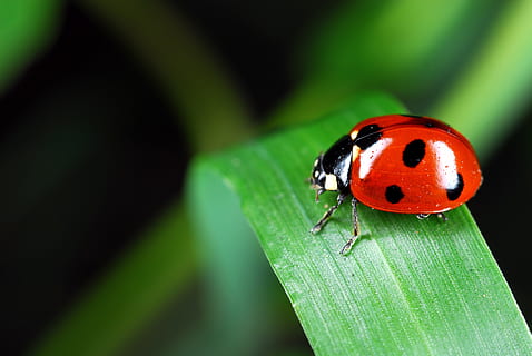 ladybug perched on green leaf selective focus photography, insects HD wallpaper