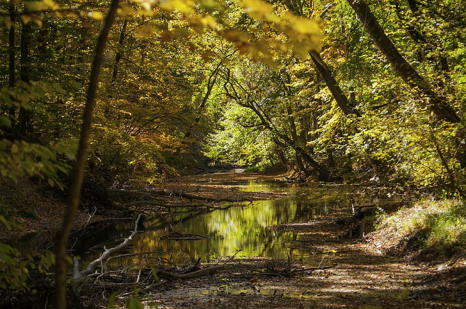 forest during daytime, Trees, Stream, Water, Green, River, nature HD wallpaper