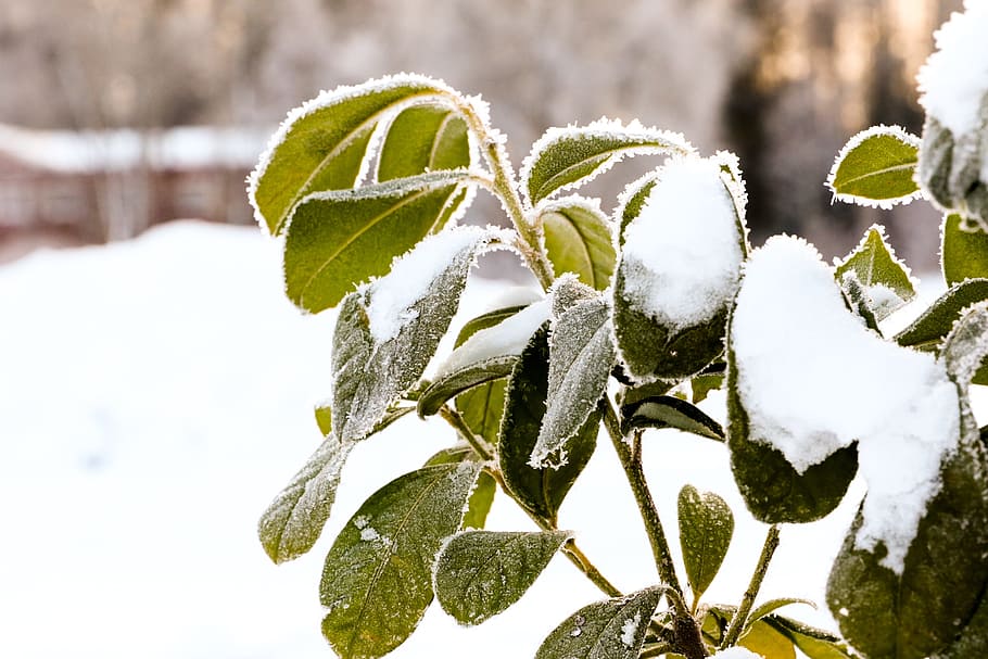 leaf, nature, flora, closeup, plant, winter, snow, cold temperature HD wallpaper