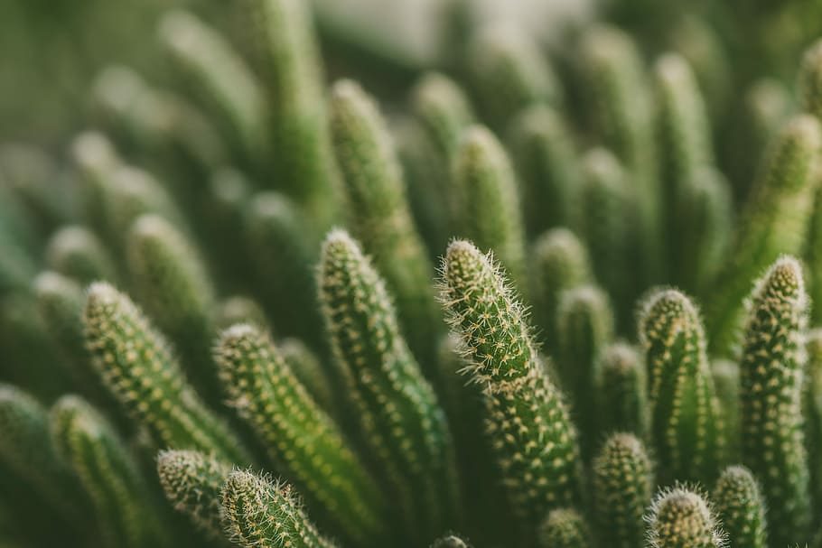 selective focus photography of green cactus plant, selective focus photography of green cactus, HD wallpaper