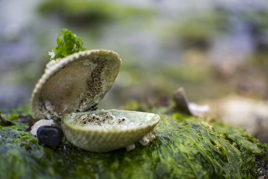 round white clamp, shell, sea, treasure, moss, seaweed, mystery