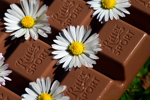 white daisy flowers on chocolate bar, Benefit, Delicious, benefit from HD wallpaper
