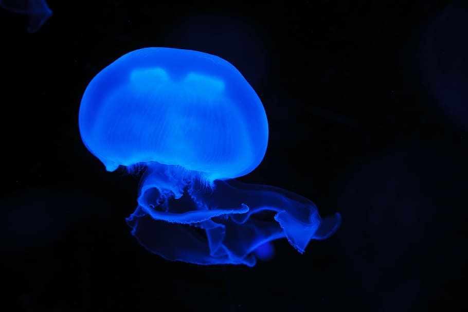 Jellyfish photo, animal, blue, creature, danger, dark, deep, float, HD wallpaper