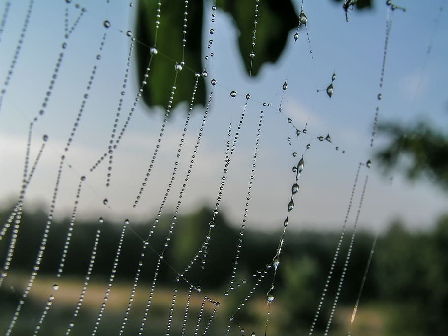 Cobweb, Drops, Meadow, cobweb drops, rosa, water, focus on foreground HD wallpaper