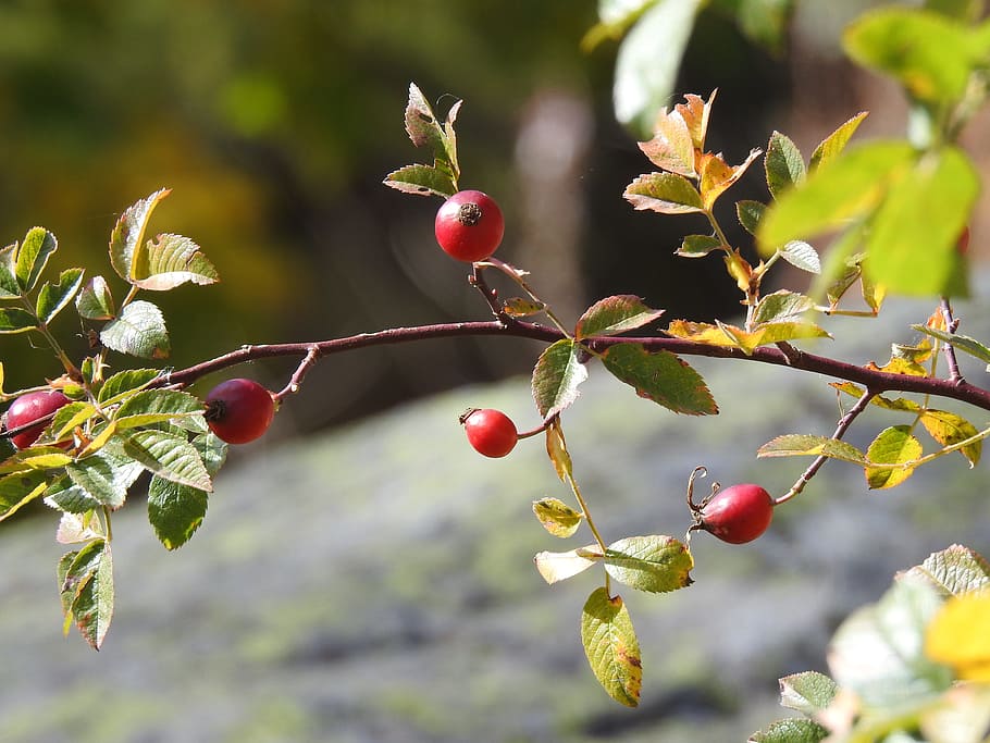 berry, red, autumn, fruit, healthy eating, food and drink, growth HD wallpaper