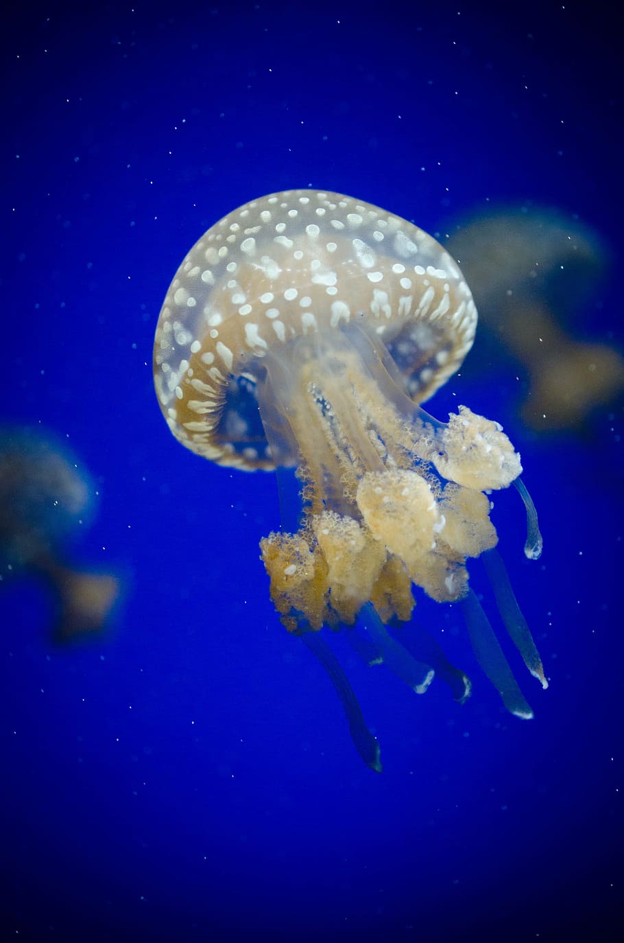 white jellyfish underwater, aquarium, aquatic, deep, diving HD wallpaper