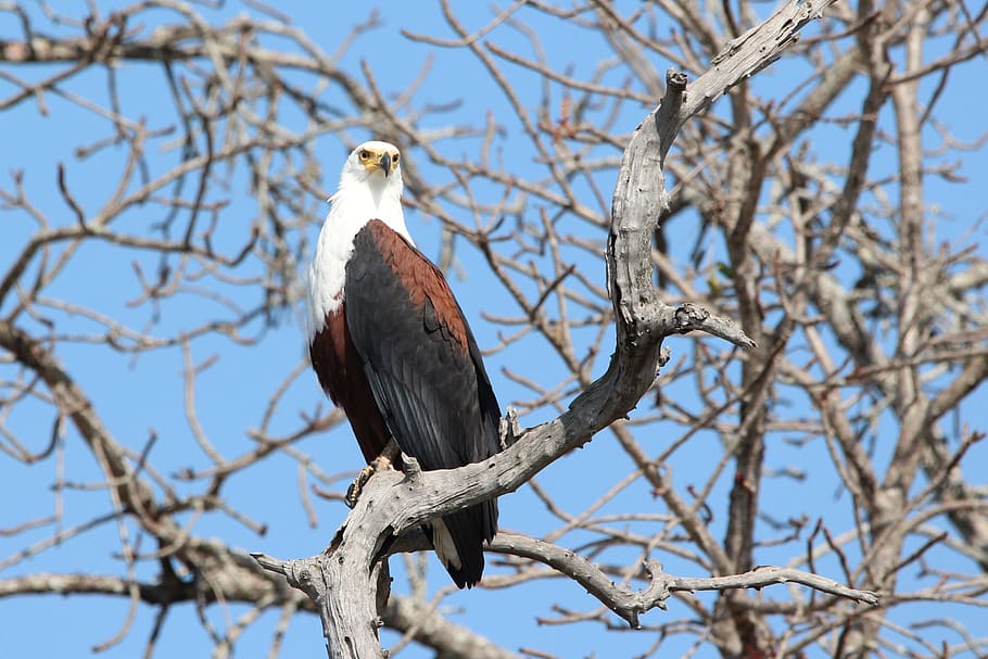 fish eagle, bird, wildlife, african, photography, animals in the wild